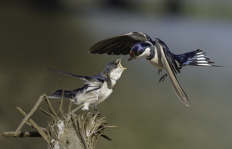 PSSA Silver Medal - Nature - Birds Only - COLOUR - White-Throated Swallow Feeding Pair 931 - Shannon Clark - Ballito Photo Club