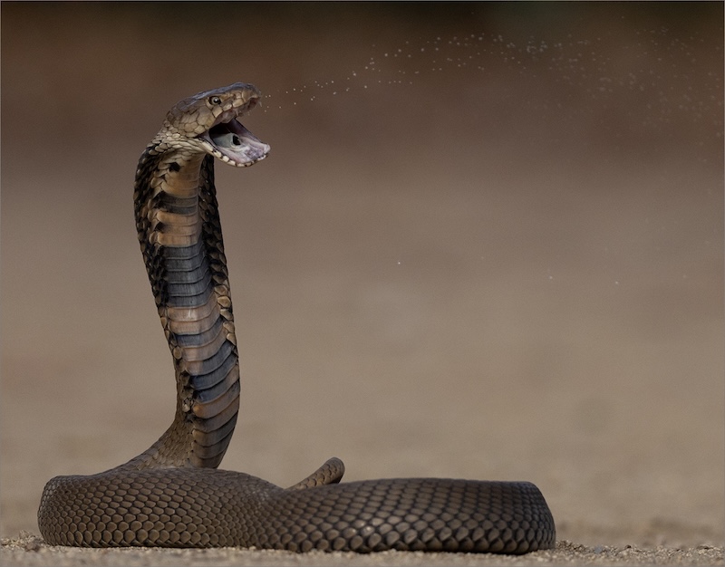 PSSA Silver Medal - Nature - No Birds - COLOUR - Mozambiquen Spitting Cobra A3053 - Rodney Cory - Springs Photographic Club