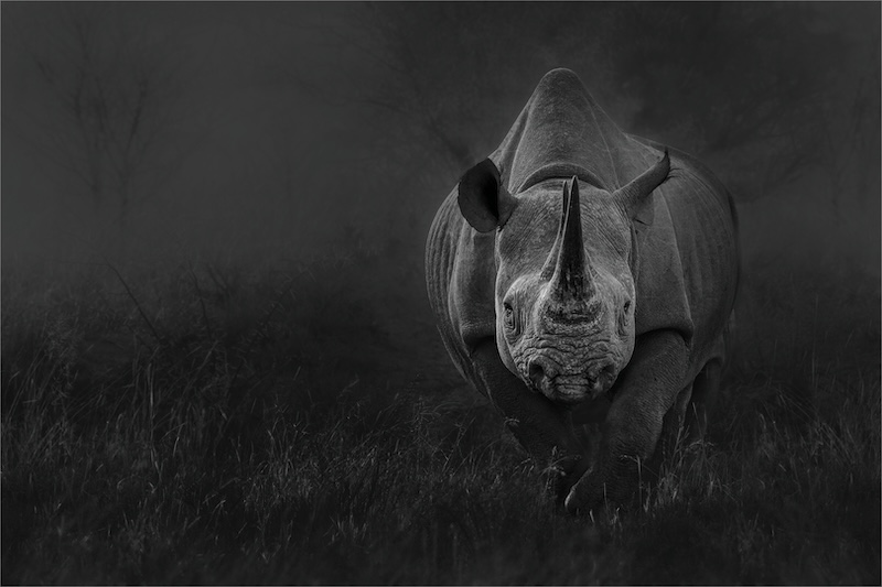 PSSA Silver Medal - Open Monochrome - MONOCHROME - Black rhino emerging from the mist - Charmaine Joubert - Port Elizabeth Camera Club