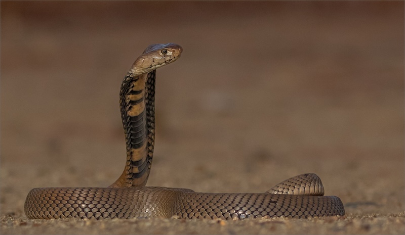 VFV Silver Medal - Nature - No Birds - COLOUR - Be Careful - Kelly Clarke - Springs Photographic Club
