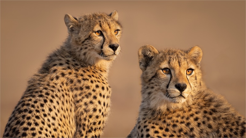 VFV Silver Medal - Open Colour - COLOUR - Twins 5563 HDm - Tokkie Labuschagne - Magalies Foto Fun Club