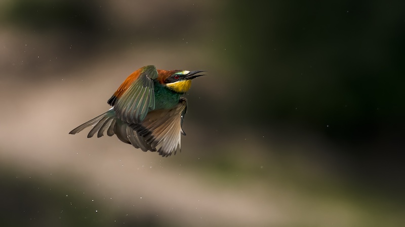 Club Medal - Nature Birds Only Colour - After the bath - Christo Giliomee - Tafelberg  Fotografieklub
