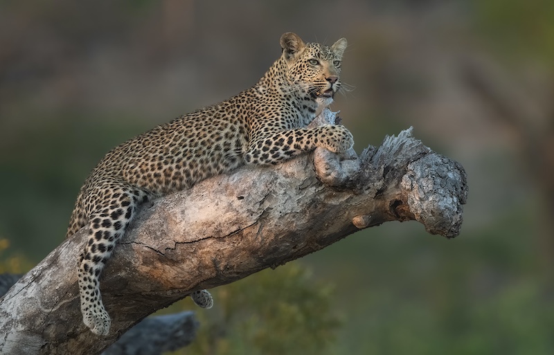 Club Medal - Nature No Birds Colour - Leopard on single trunk - Willem Kruger - Independent