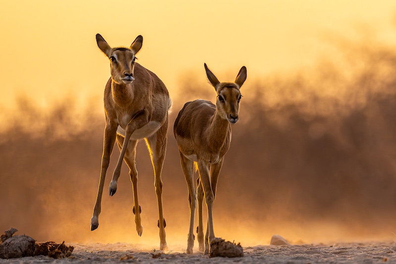 PSSA Silver Medal - Nature No Birds Colour - Haastig 1 - Ziets Zietsman - Bosveld Fotografie Klub