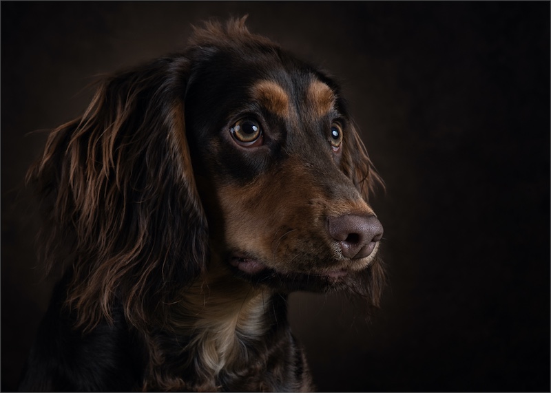 PSSA Silver Medal - Open Colour - Sweetest Chicca - Cathy Dooley - Southern Suburbs Camera Club