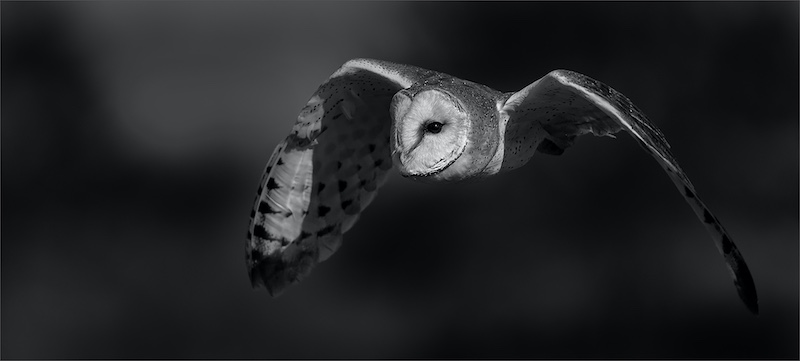 PSSA Silver Medal - Open Monochrome - Nonnetjies uil in vlug - Jan Van Niekerk - Ermelo Fotoklub