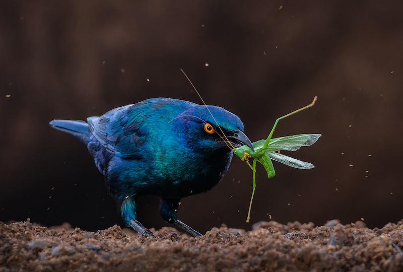 CCJ Silver Medal - Nature Birds Only - Caught ya - Sandy van Heerden - Durban Camera Club
