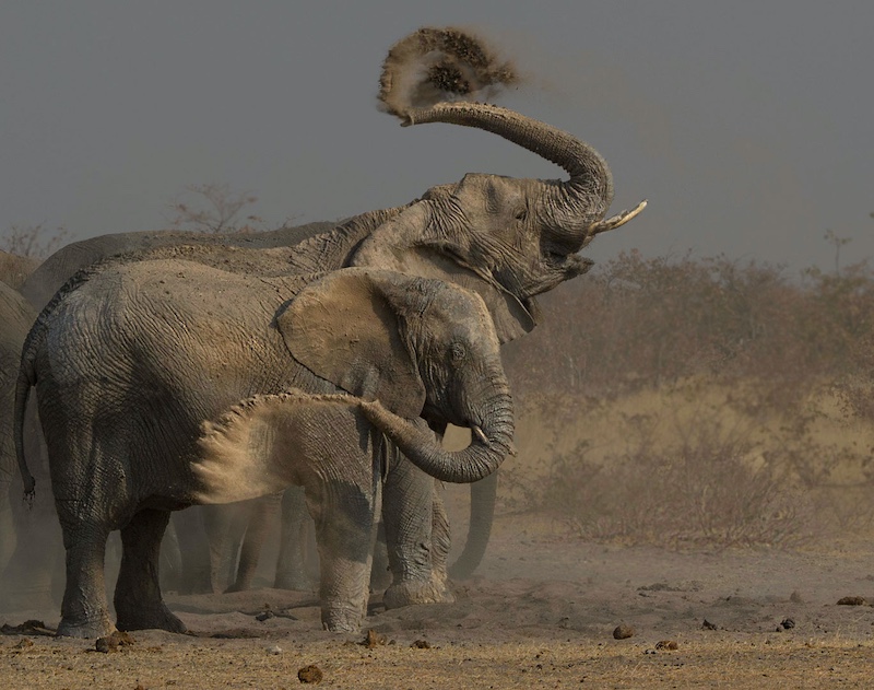 CCJ Silver Medal - Nature No Birds - Circles of dust - Andre Ligthelm - AFO