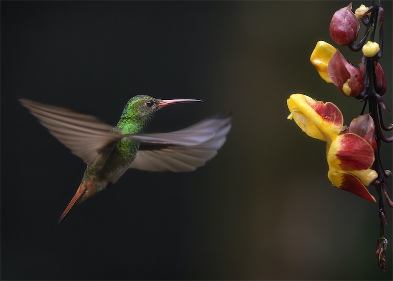 PSSA Silver Medal - Nature Birds Only - A Moment in Motion - Craig Morgan - Randburg Photo Club