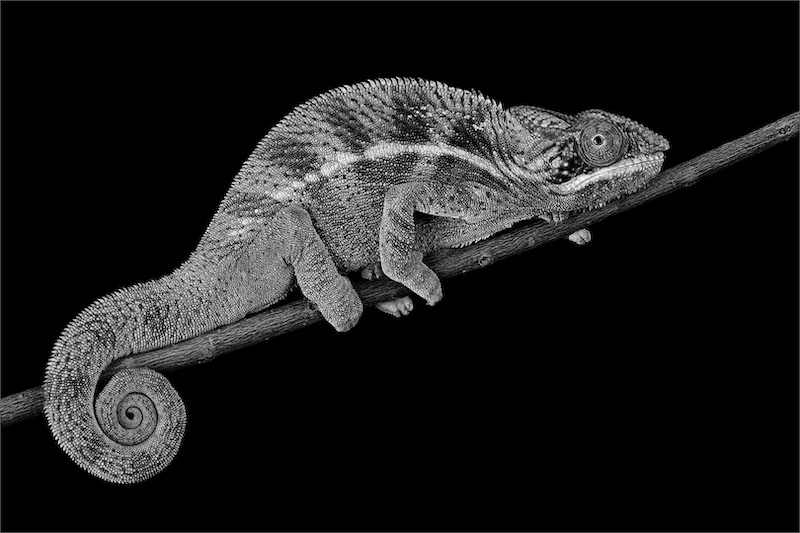 PSSA Silver Medal - Macro - Madagascar Chameleon - Robbie Aspeling - Independent