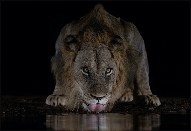 1-PSSA MEDAL-Open Colour-Lion at the waterhole 1-Howard Gillitt-Highway Camera Club