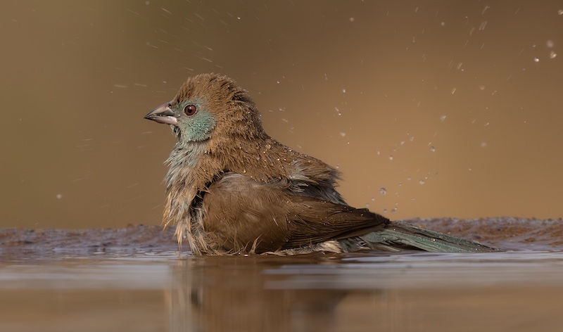 2-CLUB MEDAL-Nature Birds Only-Waxbill in Water-Nerissa Naidoo-Hibiscus Coast Photographic Society
