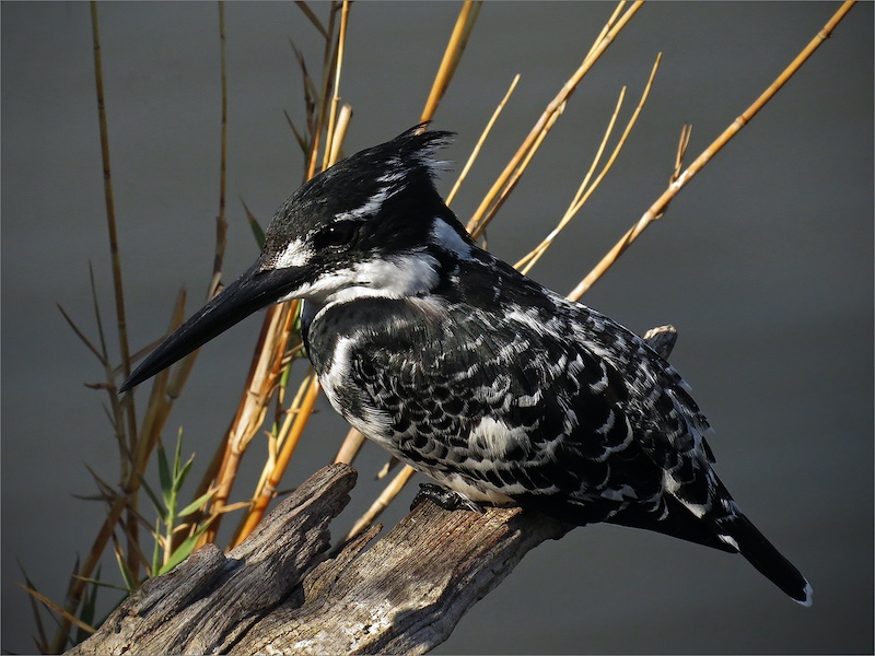 3-RPS BEST ENTRY-Nature Birds Only-Resting Pied Kingfisher-Ria Mynhardt-Rustenburg Photographic Society