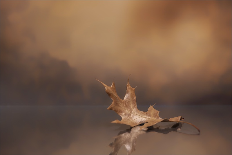 3-RPS BEST ENTRY-Open Coloyur-Dry Leaf-Anje Smith-Rustenburg Photographic Society