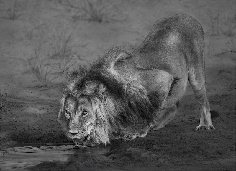 TAF-CTPS 135th Bronze-Monochrome Prints-Dorstige maanhaar - Mono-Karen Van Zyl-TAFKLUB